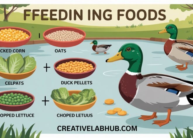 The Ultimate Guide: What to Feed Ducks Safely 2026